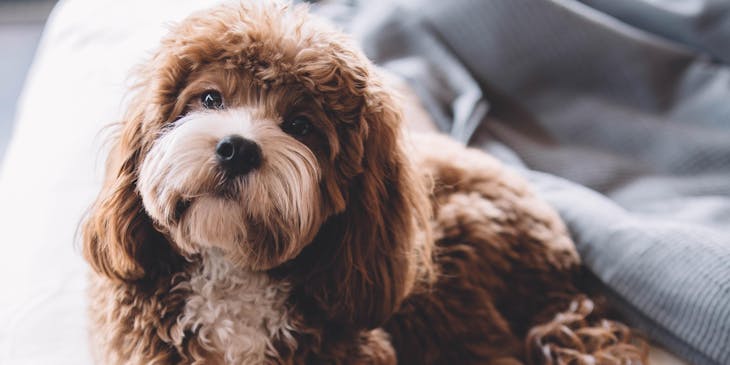 Un cachorro de aspecto sincero tumbado en una cama.