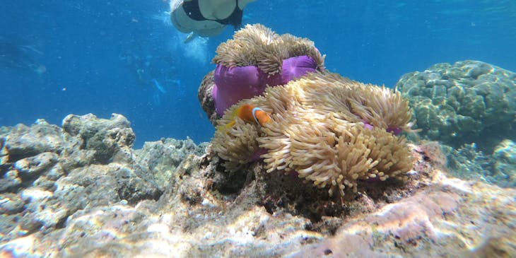 Une femme qui observe la vie marine en faisant de la plongée libre.