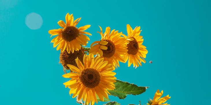 Girasoles con el cielo azul de fondo en un día soleado y radiante.