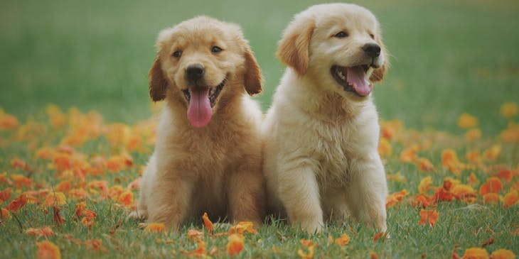 Deux chiots vigoureux assis dans un parterre de fleurs.