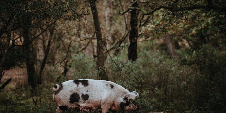 Un lechón caminando en la ruta del lechón en Puerto Rico.