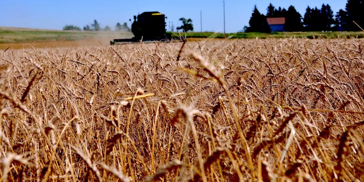 Un campo de trigo de una empresa de agricultura en Dakota del Norte.