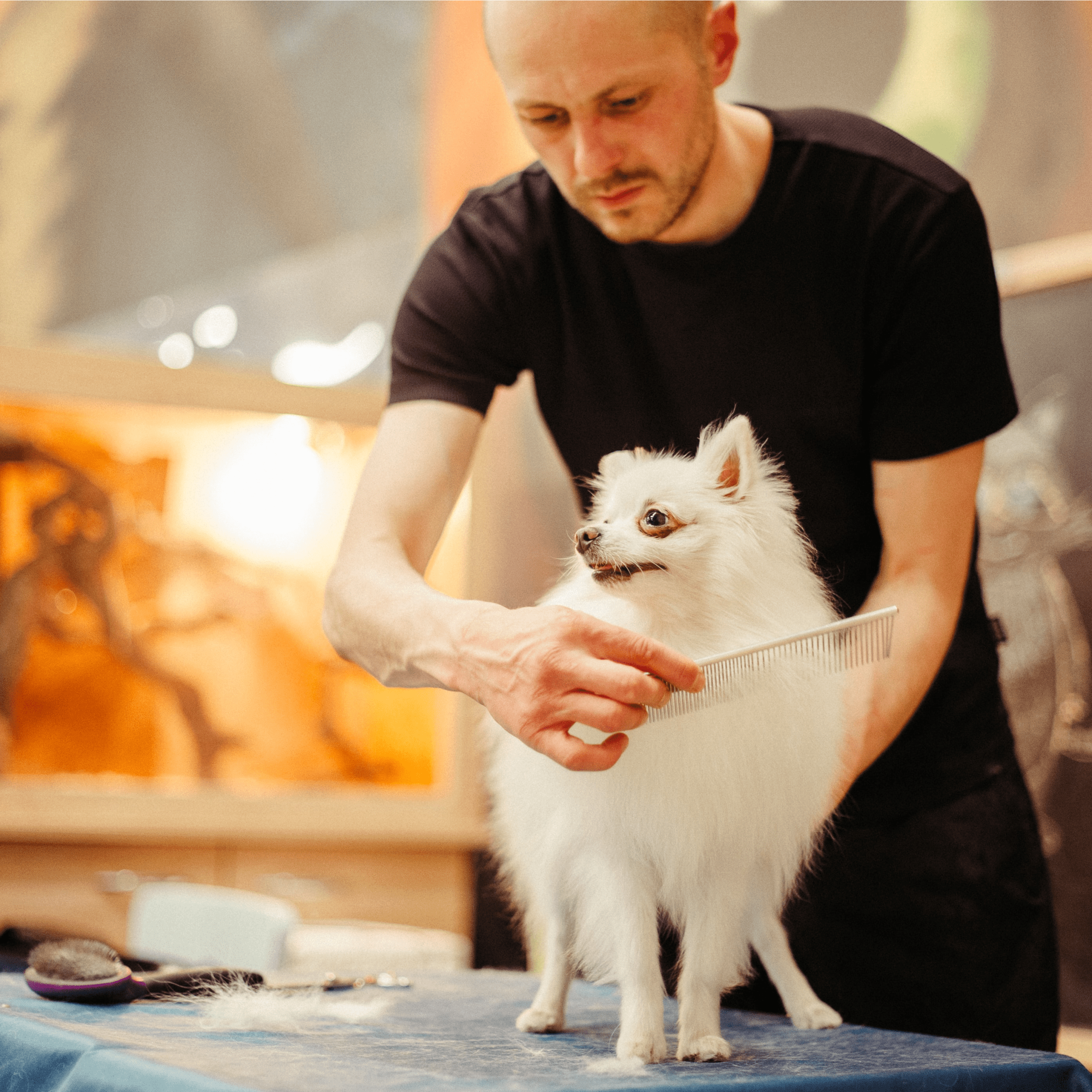 dog pet grooming